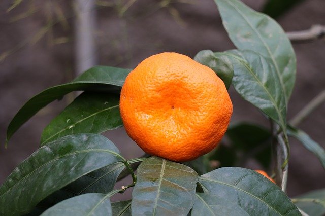 mandarinka na stromě